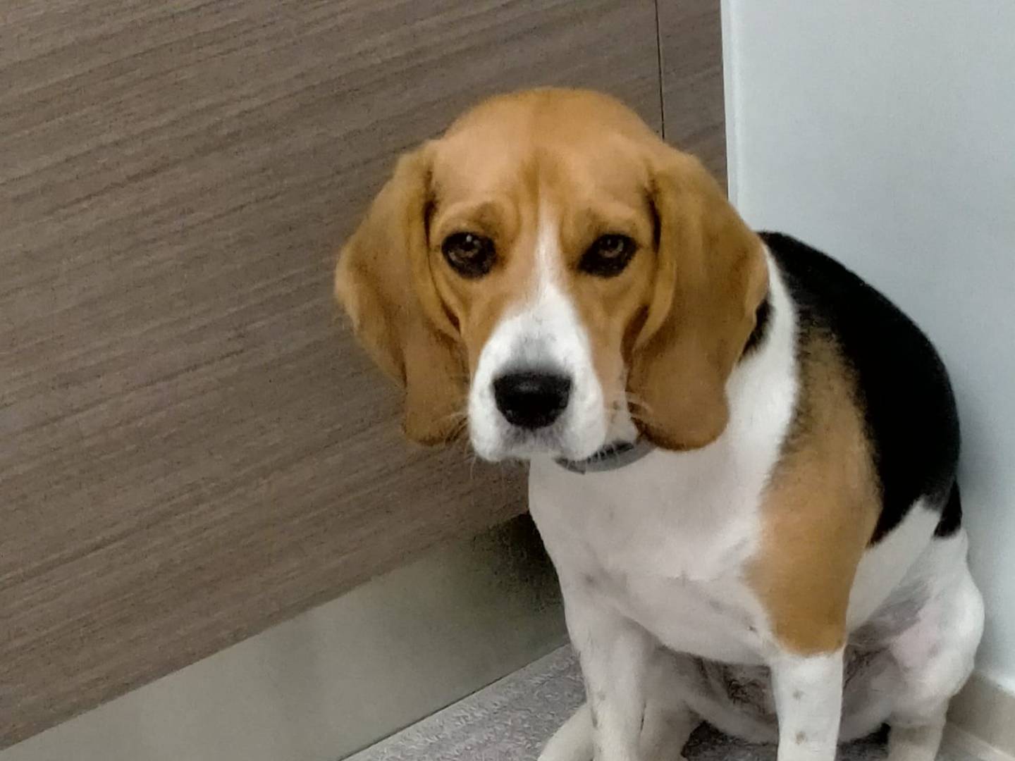 Adotta un cane, femmina, 7 anni e 11 mesi, Benevento