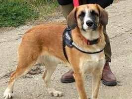 Adotta un cane, femmina, 8 mesi, Padova