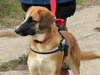 Adotta un cane, taglia media, femmina, Padova
