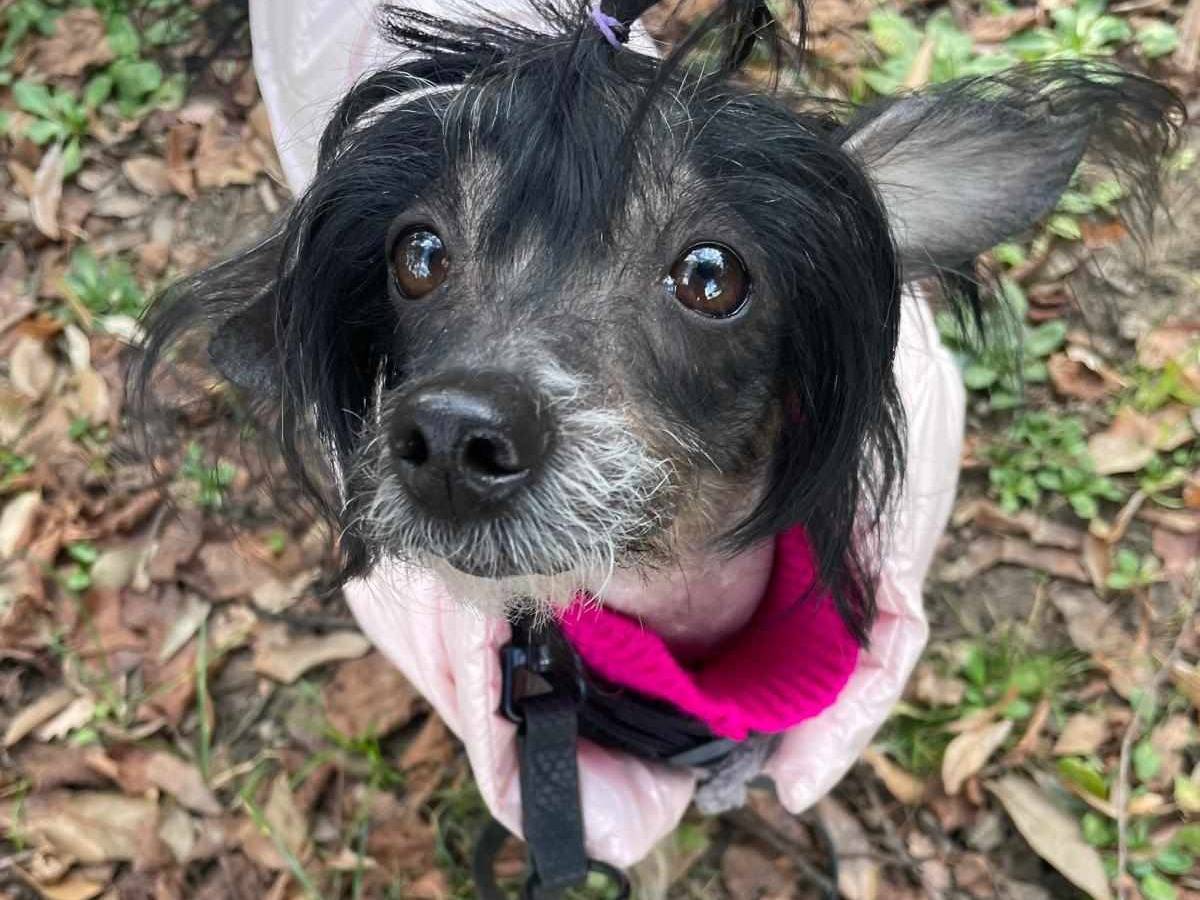 Vuoi adottare un cane a Firenze?