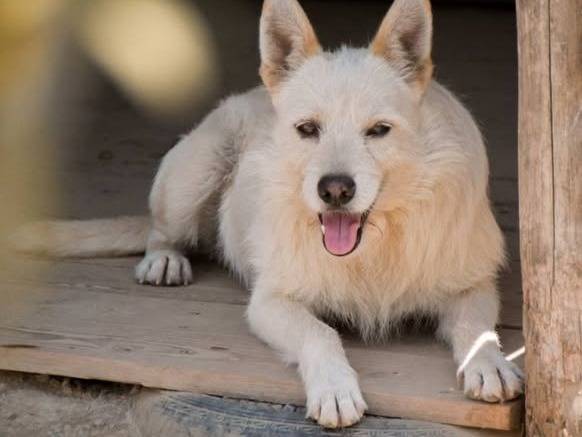 Adotta un cane, taglia media contenuta, maschio, Crotone