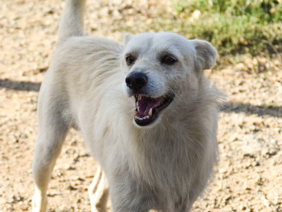 Vuoi adottare un cane a Crotone?