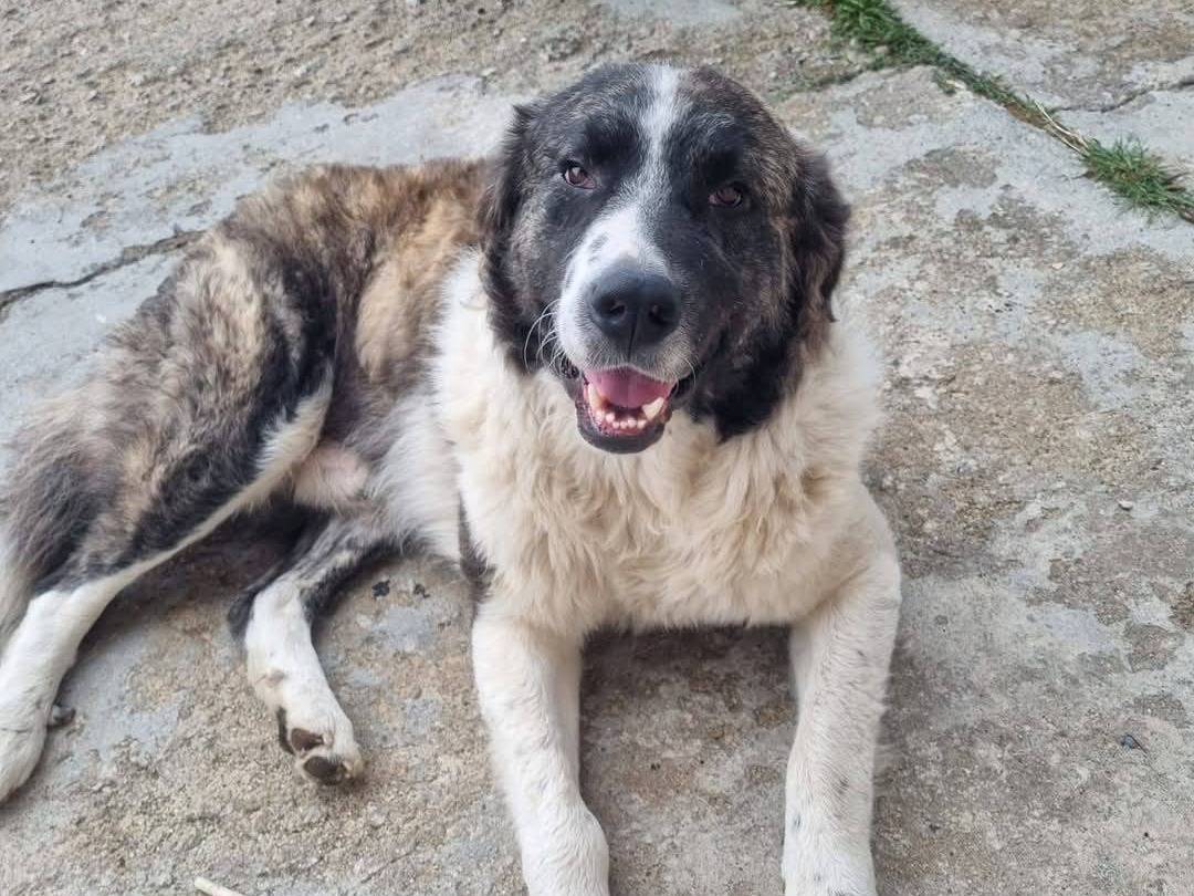 Adozione cane, maschio, Razza sconosciuta Razza sconosciuta, 1 anno e 6 mesi , taglia gigante, Crotone