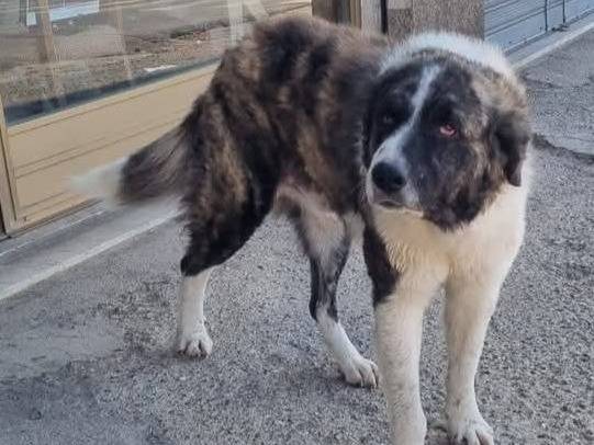 Adotta un cane, maschio, 1 anno e 6 mesi , Crotone