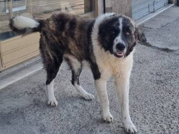 Adotta un cane, taglia gigante, maschio, Crotone