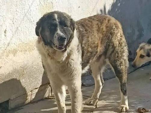Vuoi adottare un cane a Crotone?