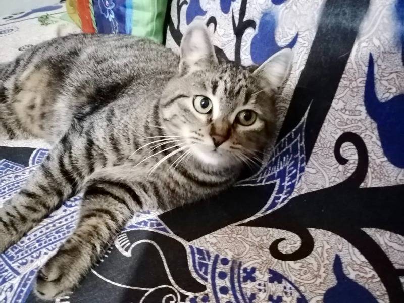 Adotta un gatto, maschio, 1 anno e 8 mesi , Torino