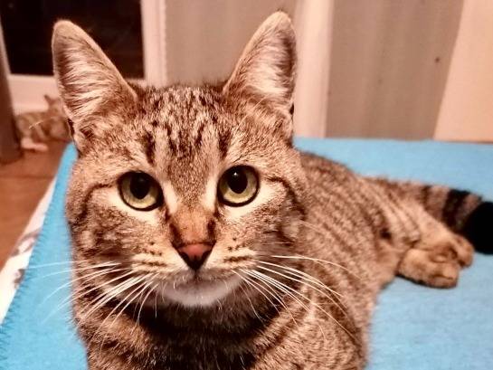 Adotta un gatto, taglia non valida, maschio, Torino