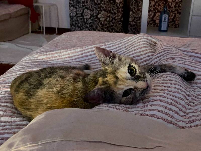Adozione gatto, femmina, Razza sconosciuta Razza sconosciuta, 6 mesi, taglia non valida, Torino