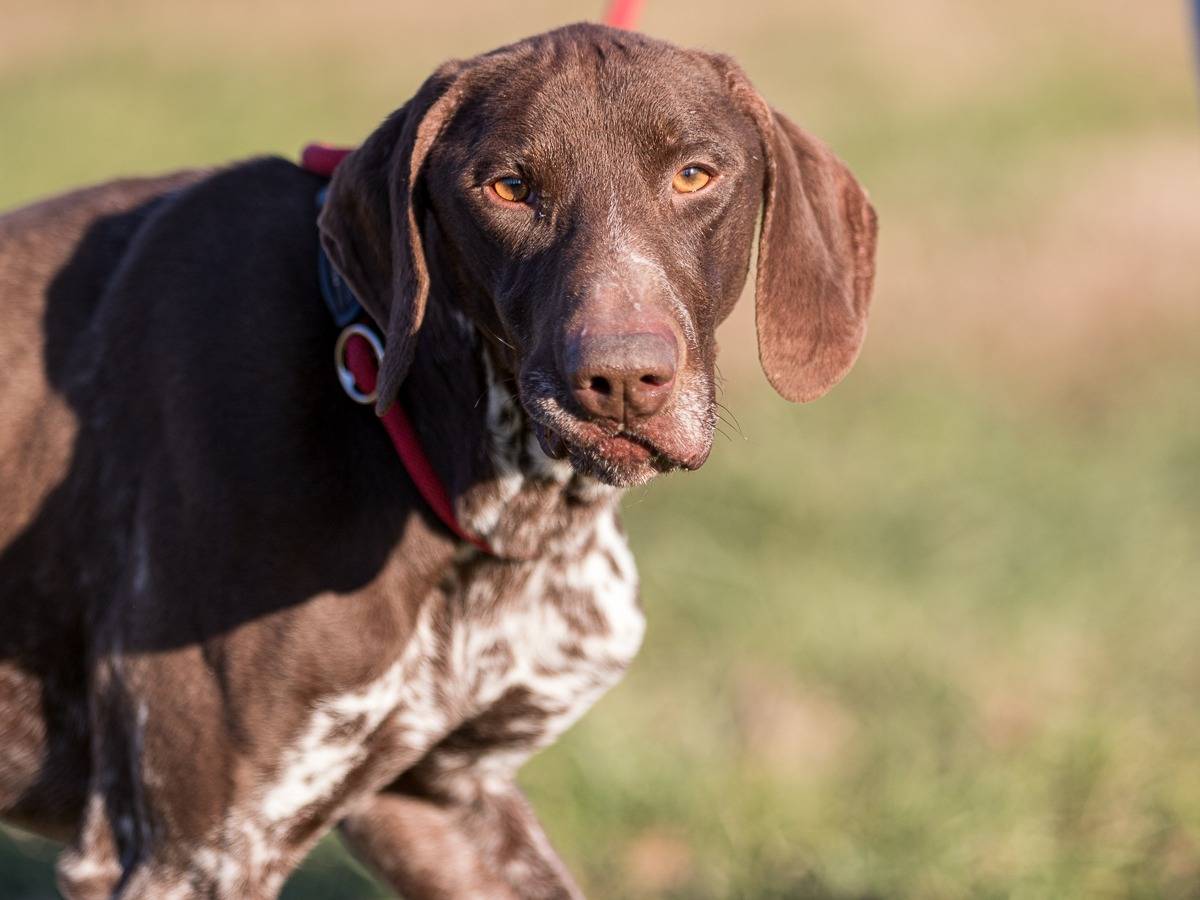 Adotta un cane, taglia media, maschio, Milano