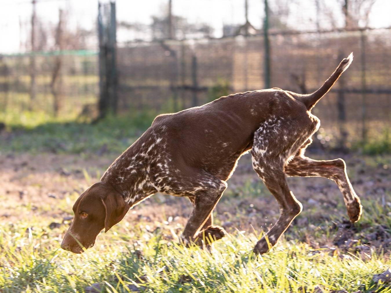 Vuoi adottare un cane a Milano?