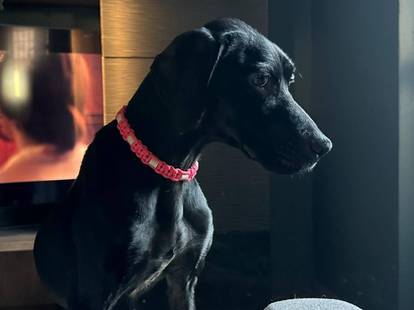 Vuoi adottare un cane a Milano?