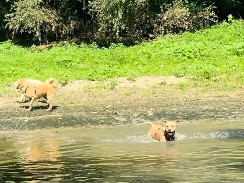Adotta un cane, maschio, 4 anni  e 8 mesi , Milano