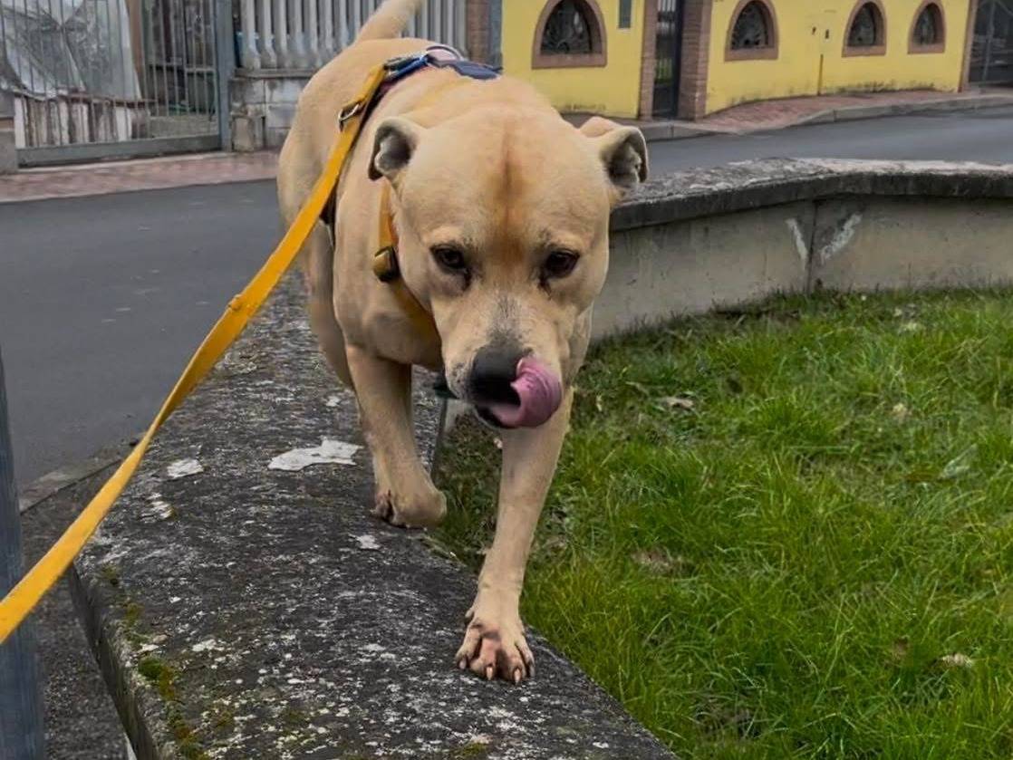 Adotta un cane, taglia media, maschio, Milano