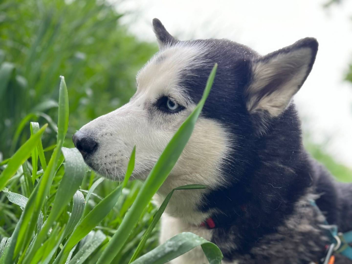 Vuoi adottare un cane a Milano?