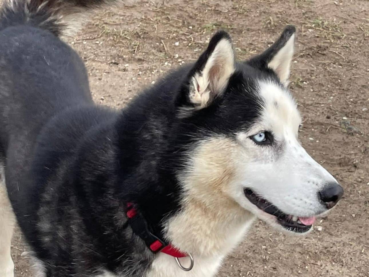 Adotta il cane Elsa a Milano