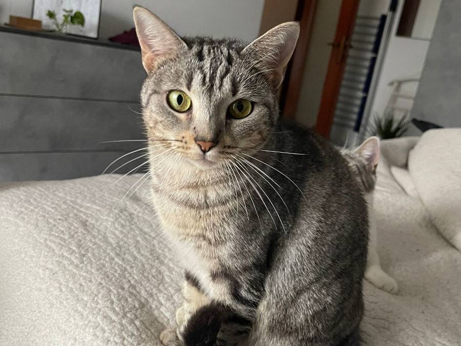 Foto dell'animale