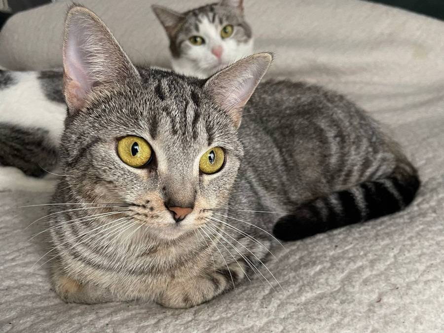 Adotta un gatto, femmina, 2 anni  e 9 mesi , Torino