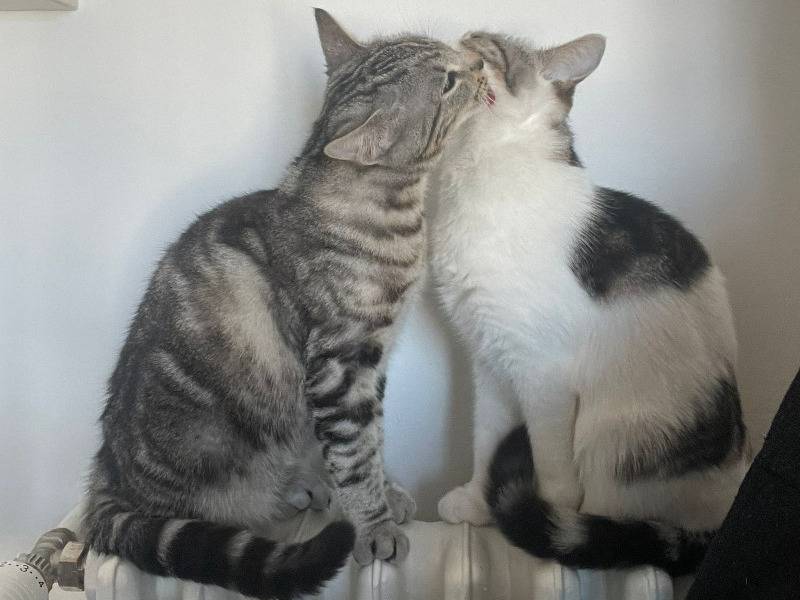 Adotta un gatto, taglia non valida, femmina, Torino