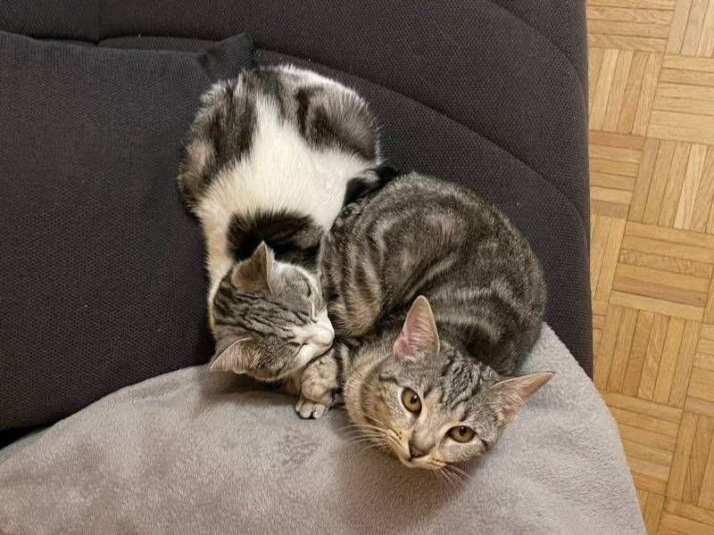 Vuoi adottare un gatto a Torino?