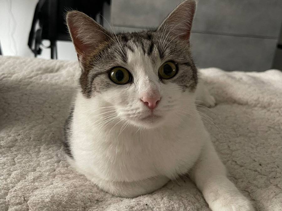 Adozione gatto, femmina, Razza sconosciuta Razza sconosciuta, 2 anni  e 10 mesi , taglia non valida, Torino