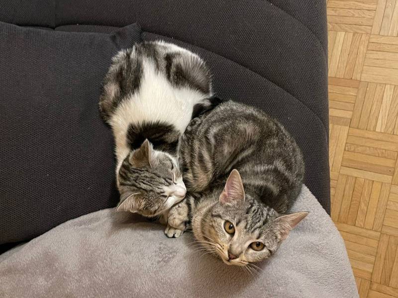 Adotta un gatto, taglia non valida, femmina, Torino