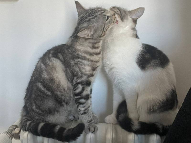 Vuoi adottare un gatto a Torino?