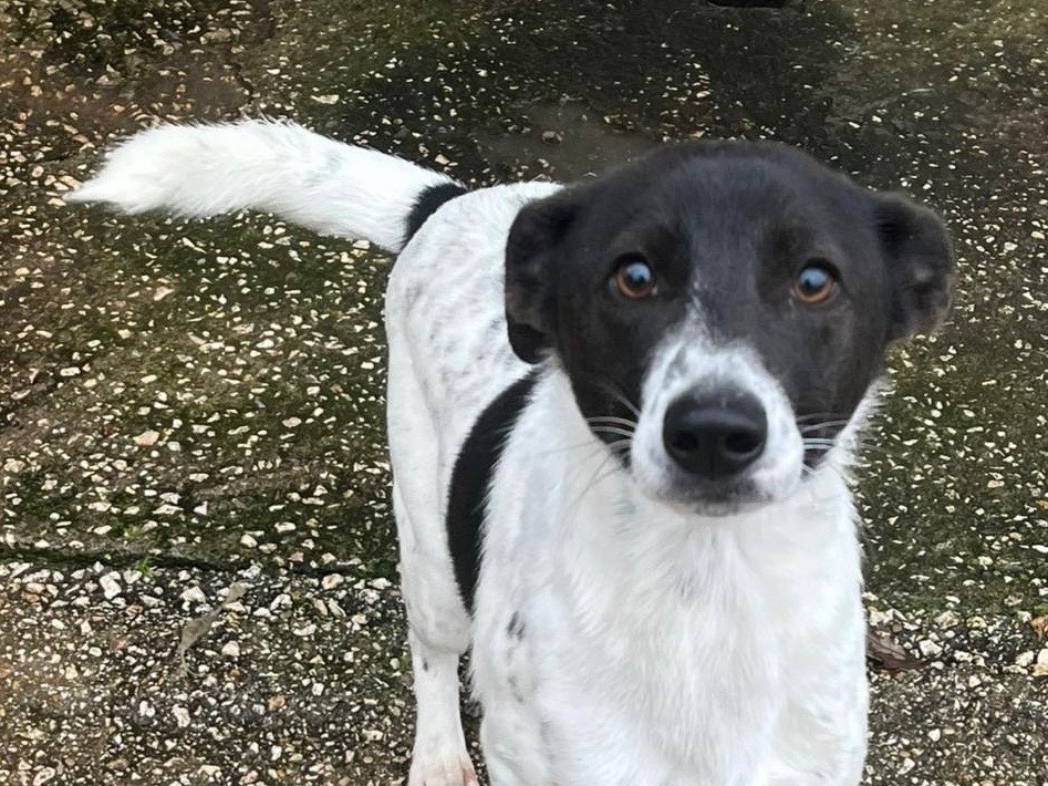 Adotta un cane, maschio, 1 anno e 4 mesi , Viterbo