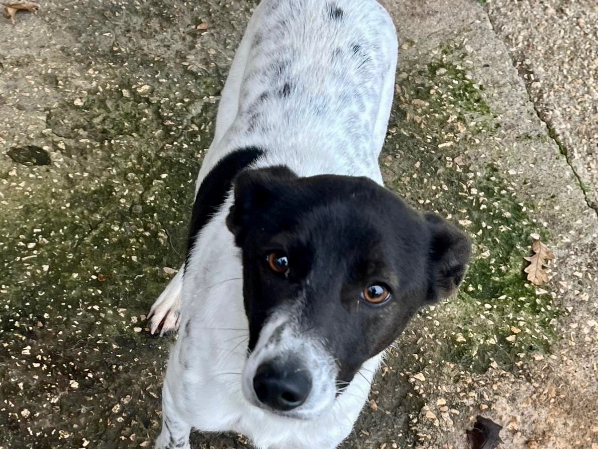 Adotta un cane, taglia piccola, maschio, Viterbo