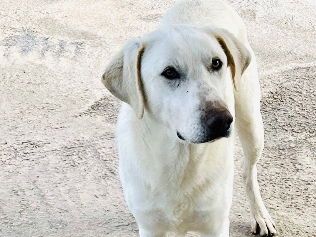 Adotta un cane, maschio, 9 mesi, Viterbo