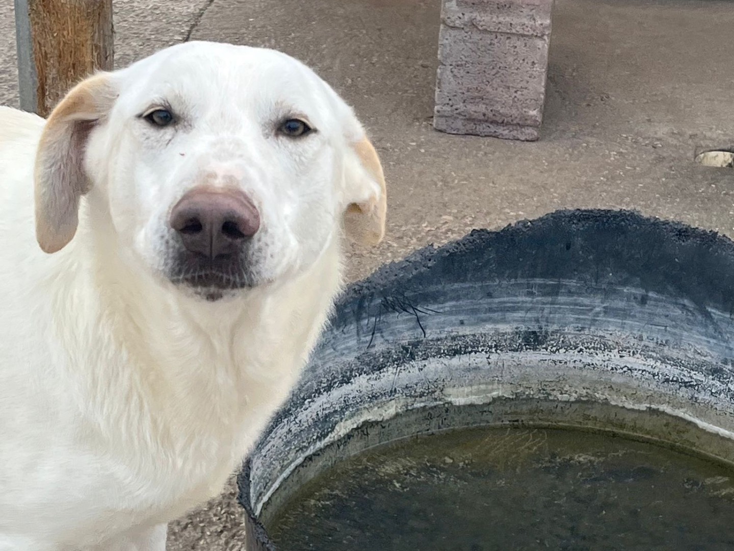 Adotta un cane, taglia media, maschio, Viterbo