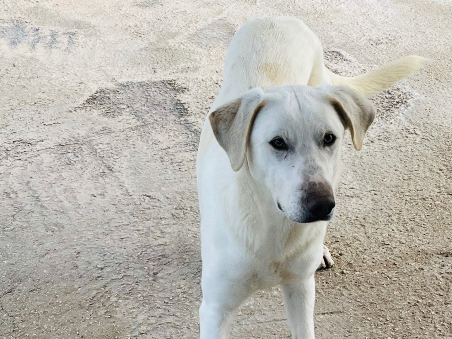 Vuoi adottare un cane a Viterbo?