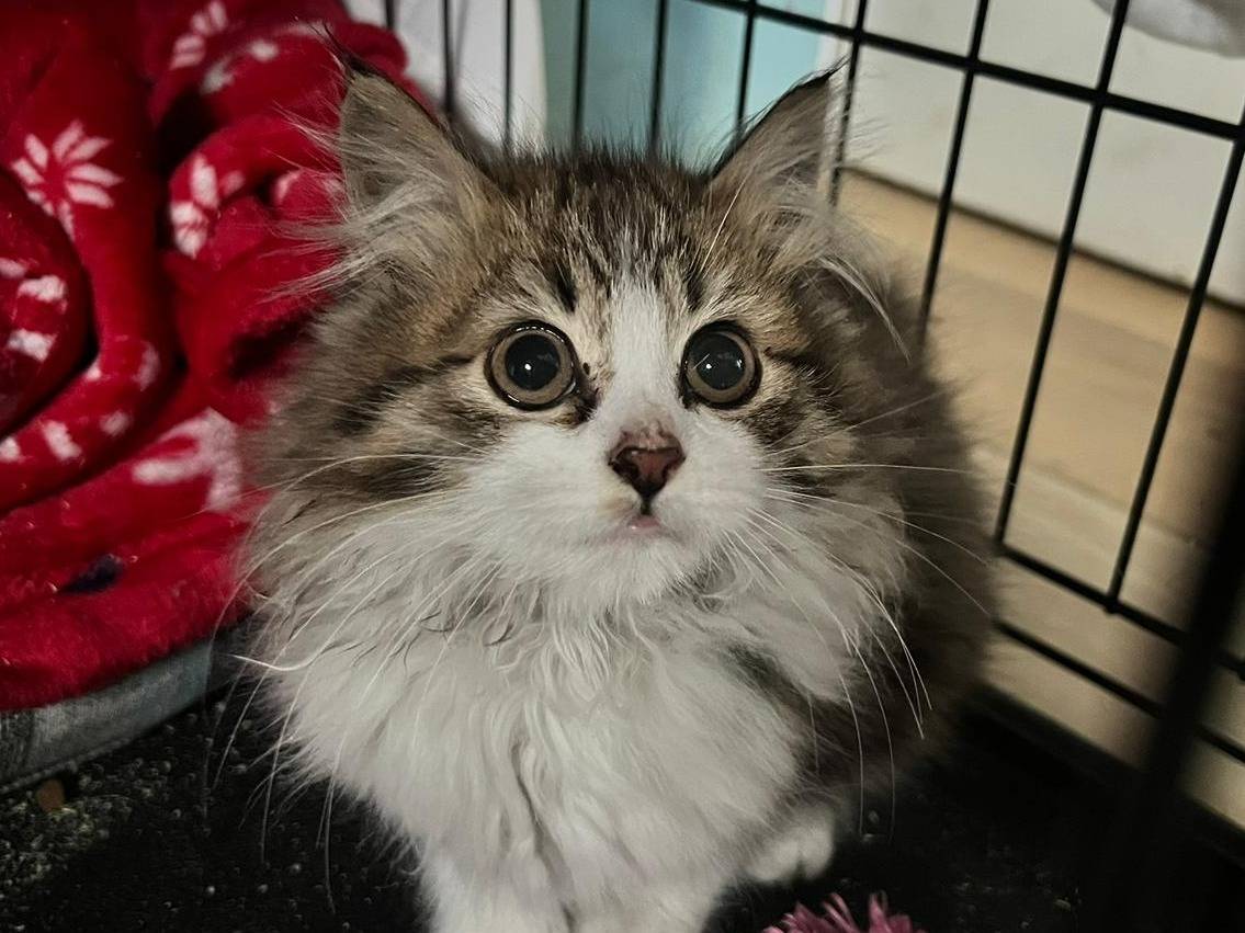 Adozione gatto, femmina, Razza sconosciuta Razza sconosciuta, 1 anno e 4 mesi, taglia non valida, Bari