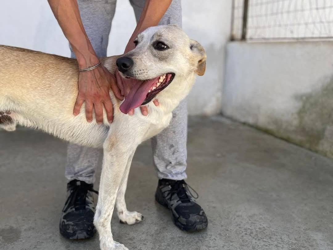 Foto dell'animale