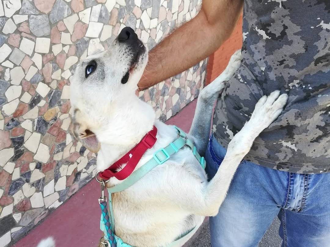 Adotta un cane, taglia media, maschio, Caserta