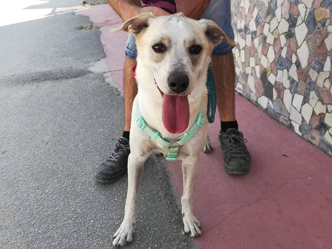 Adotta il cane Nino a Caserta