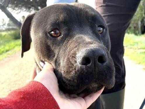 Adotta un cane, taglia grande, maschio, Latina