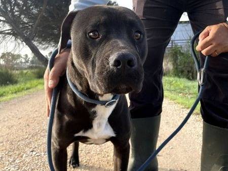 Adotta il cane Tyson a Latina