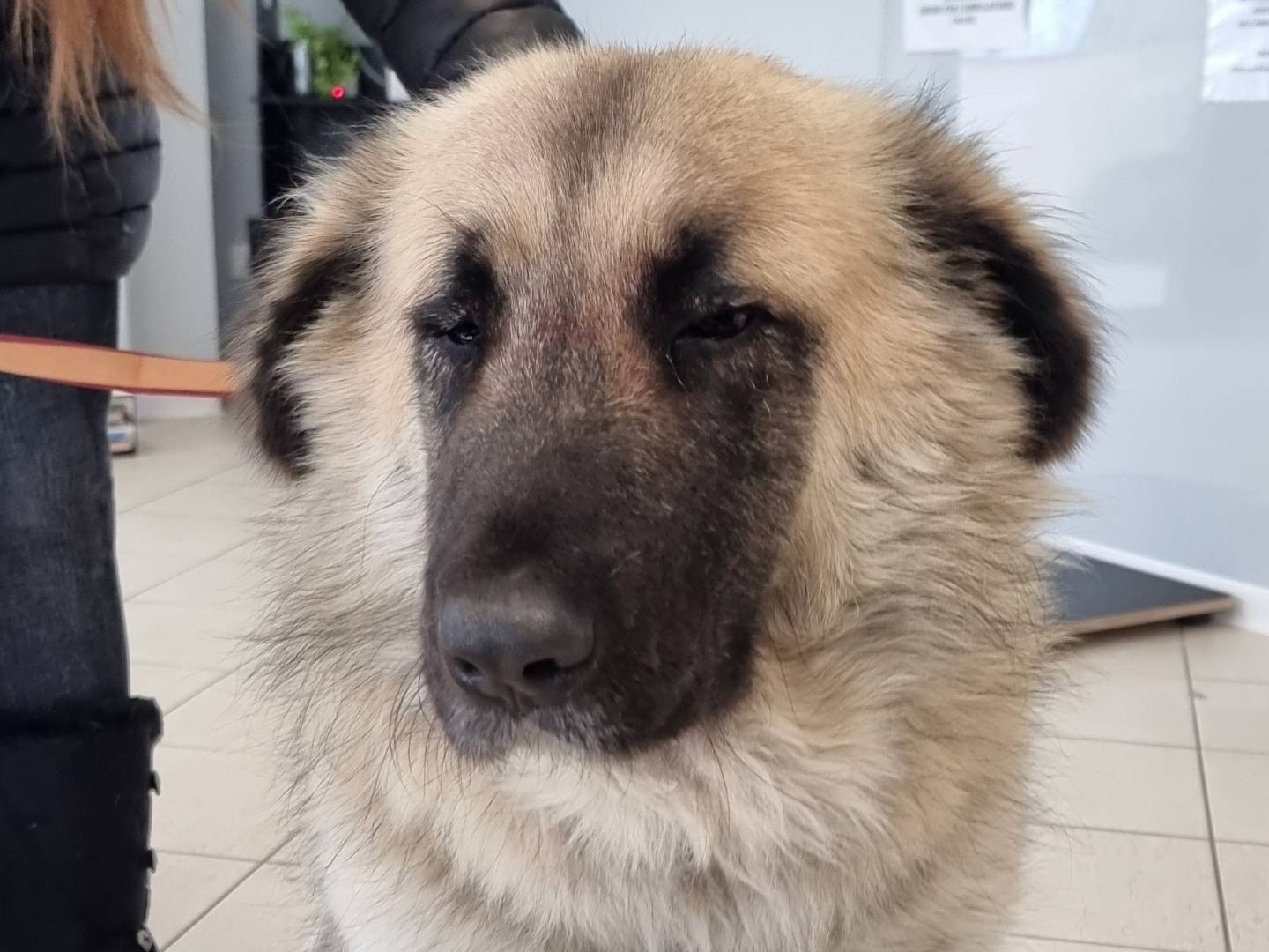 Foto dell'animale