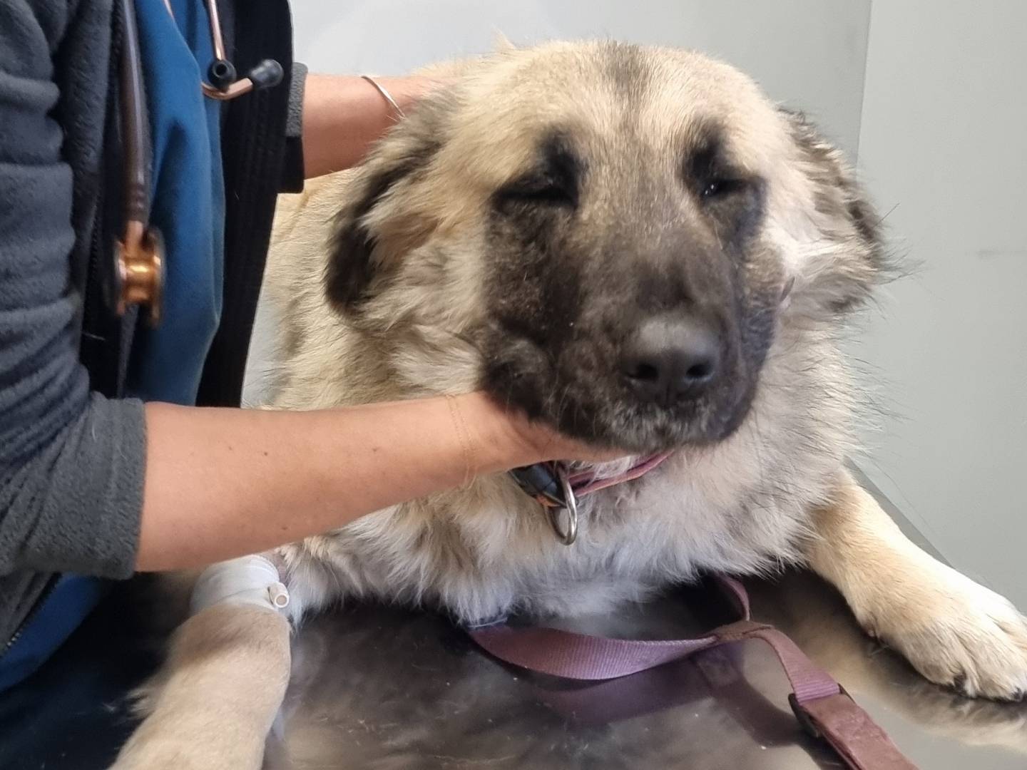 Adotta un cane, femmina, 4 anni , Pavia