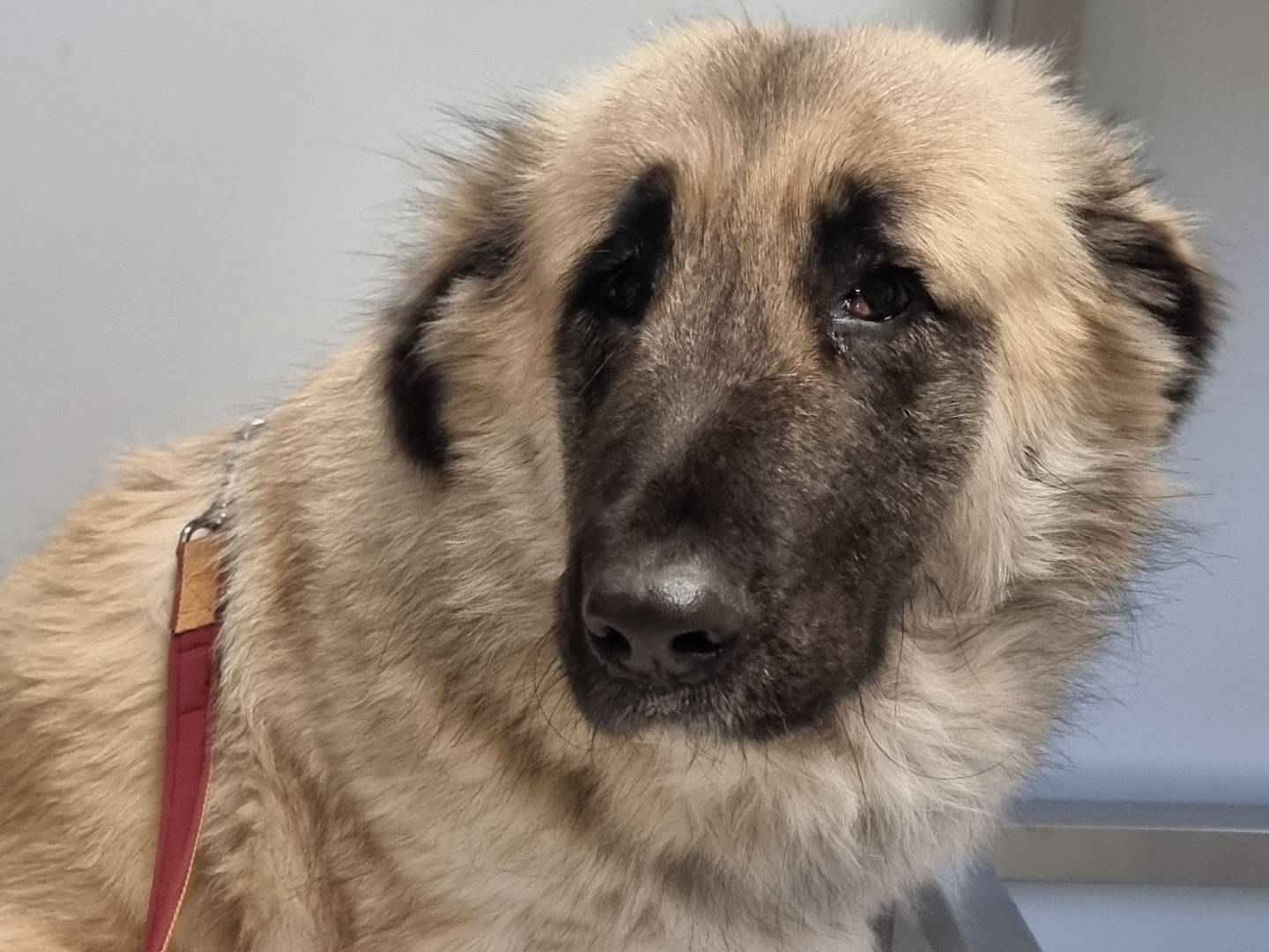 Adotta un cane, taglia gigante, femmina, Pavia