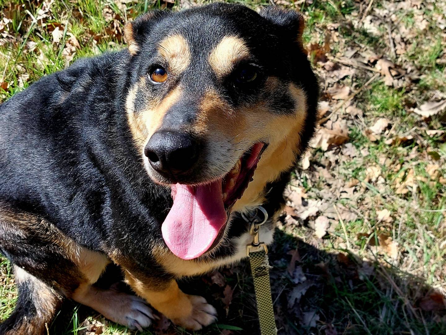 Adotta un cane, maschio, 6 anni  e 1 mese, Campobasso