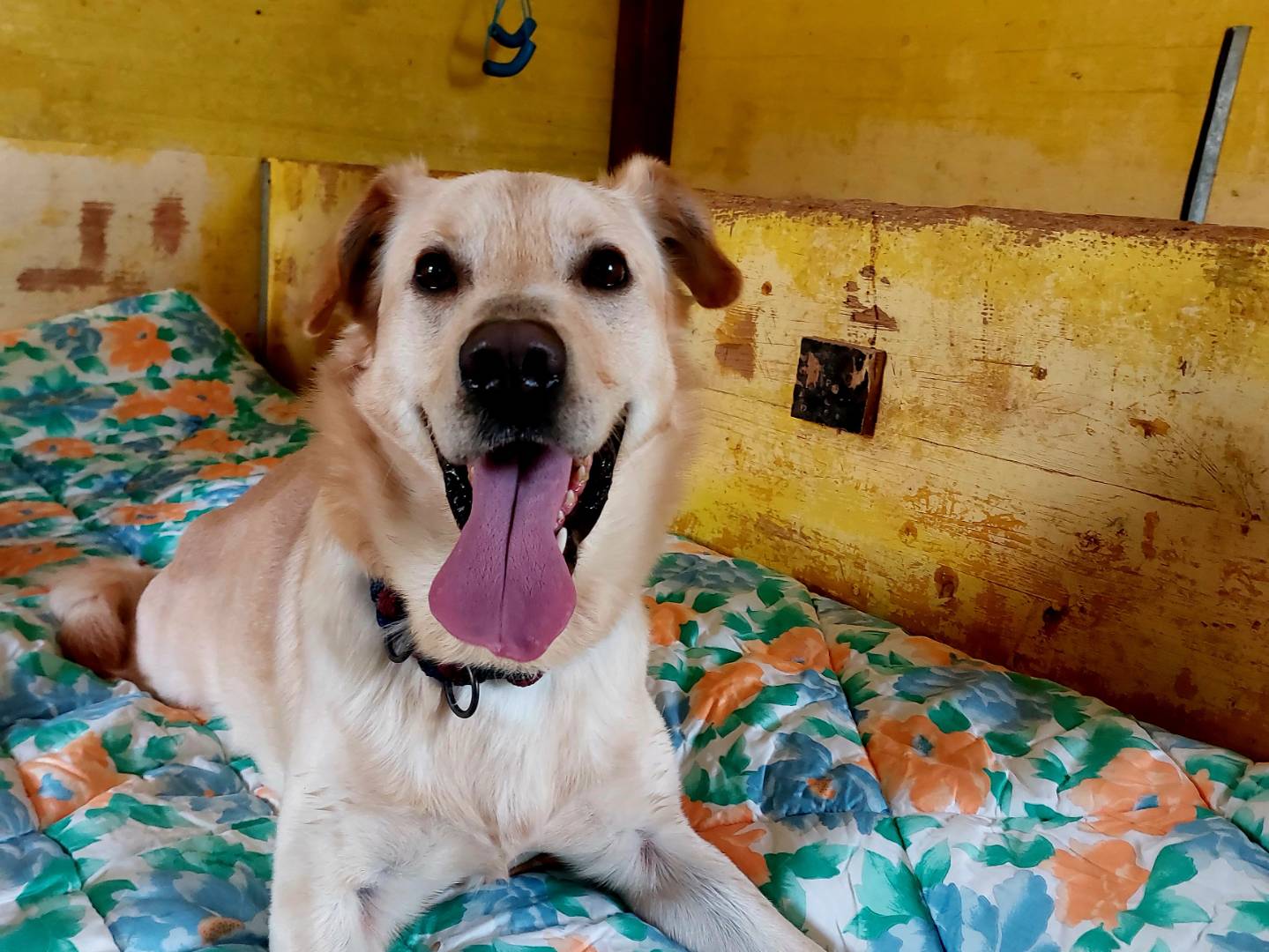 Adotta un cane, maschio, 6 anni  e 4 mesi , Campobasso