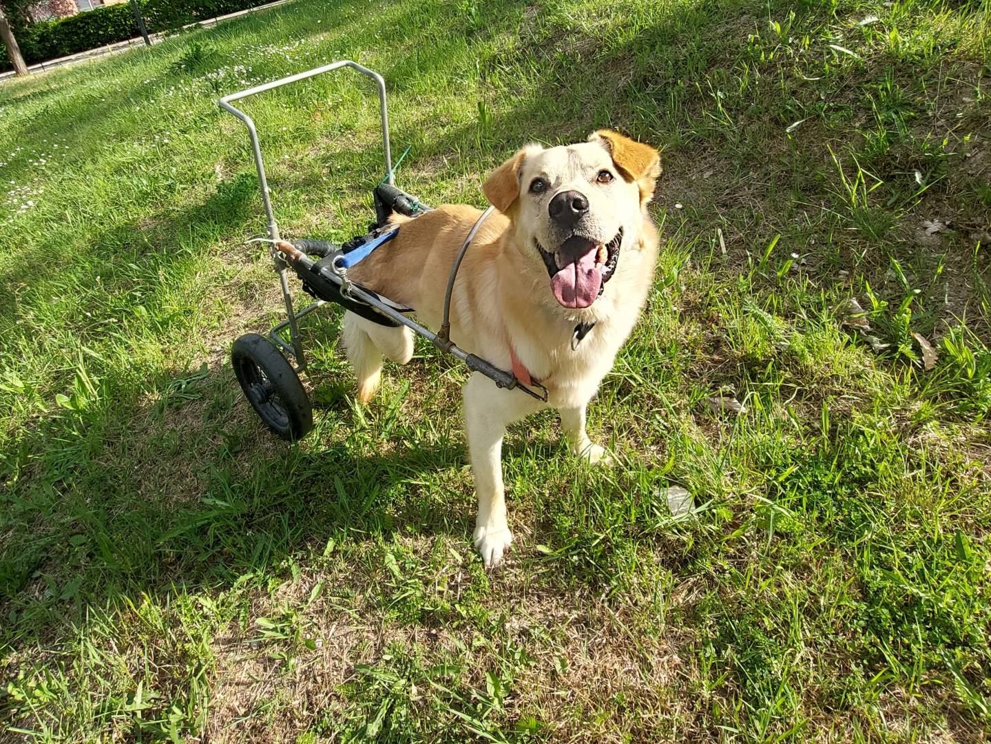 Adotta un cane, taglia media, maschio, Campobasso