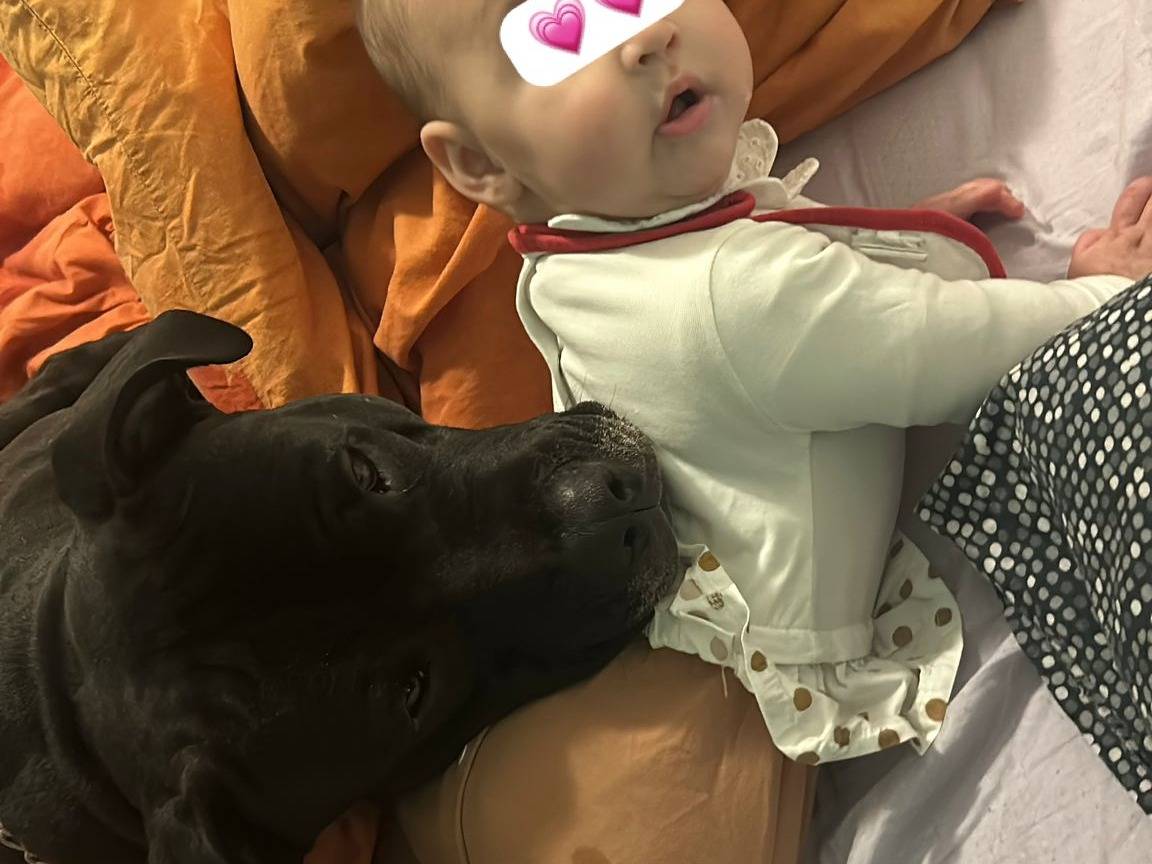 Adozione cane, maschio, Amstaff Razza sconosciuta, 3 anni , taglia media, Roma