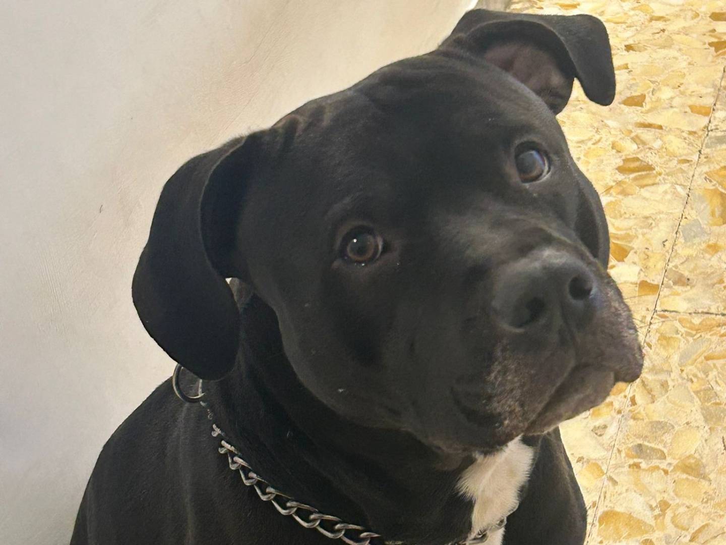 Adotta il cane EROS a Roma