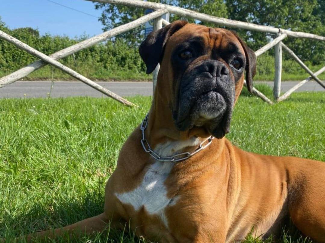 Adozione cane, femmina, Boxer Razza sconosciuta, 11 anni e 6 mesi, taglia grande, Roma