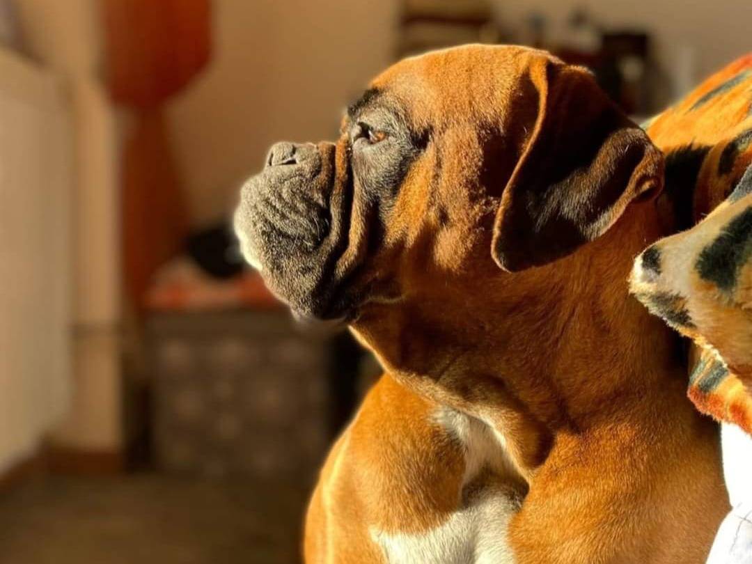 Adotta un cane, femmina, 11 anni e 6 mesi, Roma