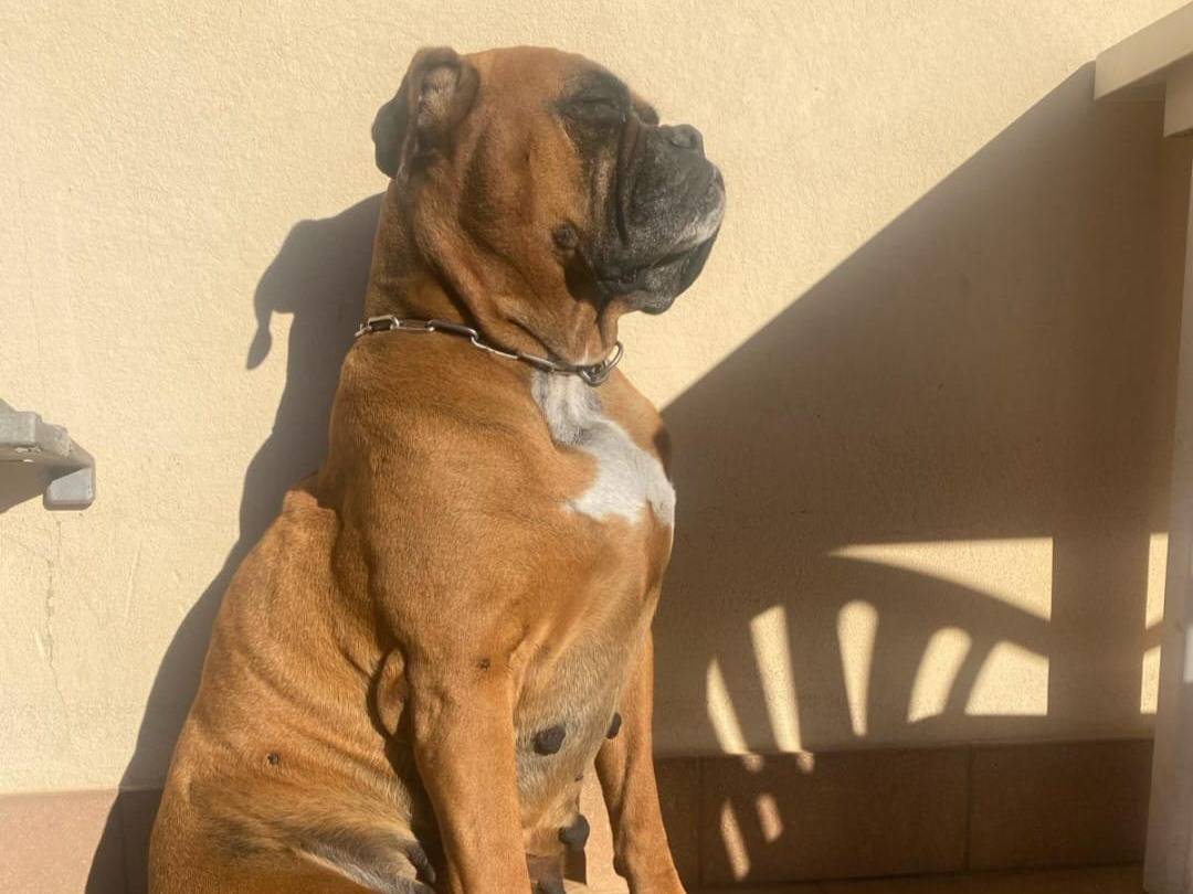 Adotta un cane, taglia grande, femmina, Roma