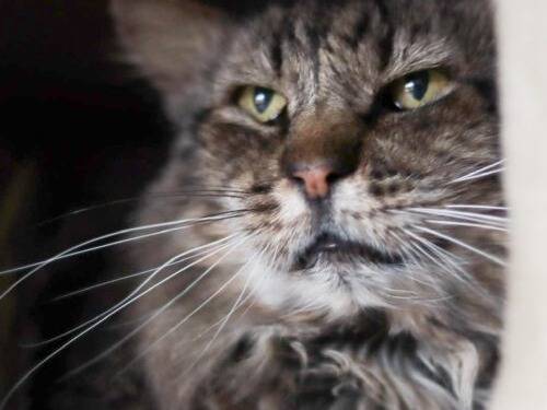 Adozione gatto, maschio, Razza sconosciuta Razza sconosciuta, 5 anni  e 1 mese, taglia non valida, Monza